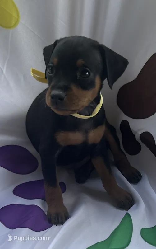 Yellow collar  – Miniature Pinscher puppy for sale in Easley, SC