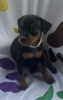 Yellow collar , a male Miniature Pinscher for sale in Easley, SC – 1 of 1
