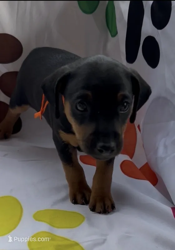 Orange Collar – Miniature Pinscher puppy for sale in Easley, SC