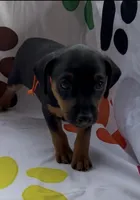Orange Collar, a male Miniature Pinscher for sale in Easley, SC – 1 of 1