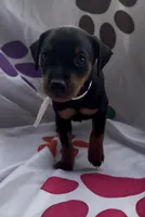 White Collar, a male Miniature Pinscher for sale in Easley, SC – 1 of 1