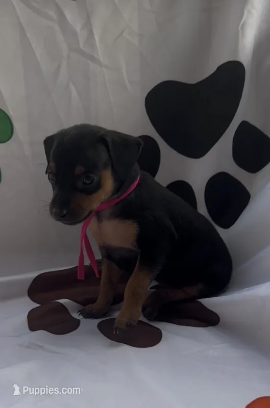 Pink Collar – Miniature Pinscher puppy for sale in Easley, SC