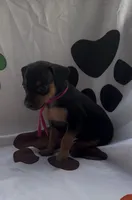 Pink Collar, a female Miniature Pinscher for sale in Easley, SC – 1 of 1