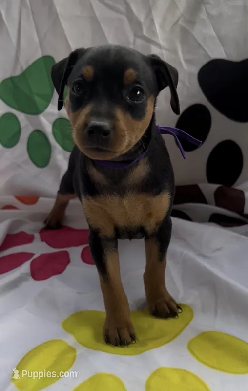 Purple Collar  – Miniature Pinscher puppy for sale in Easley, SC