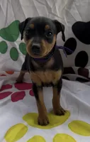 Purple Collar , a female Miniature Pinscher for sale in Easley, SC – 1 of 1