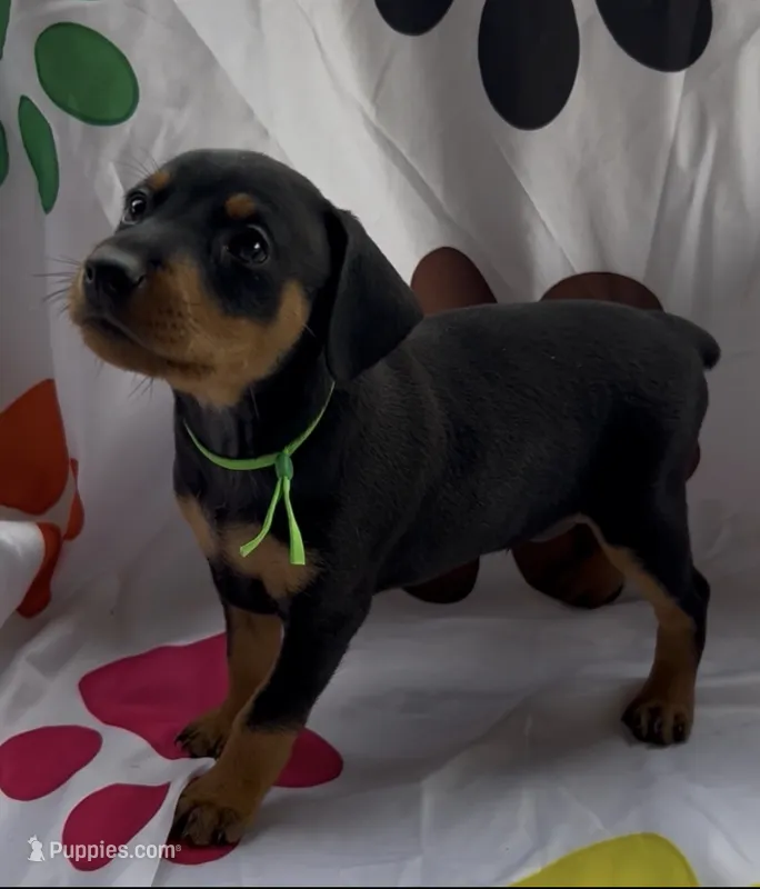 Green Collar  – Miniature Pinscher puppy for sale in Easley, SC