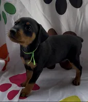 Green Collar , a male Miniature Pinscher for sale in Easley, SC – 1 of 1