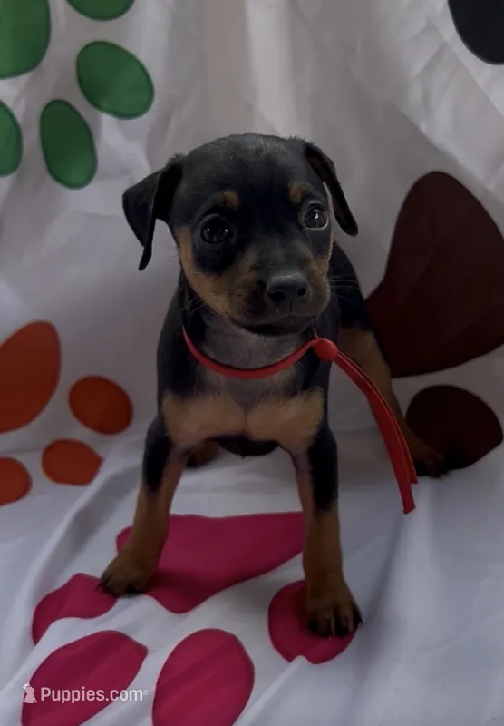 Red Collar  – Miniature Pinscher puppy for sale in Easley, SC