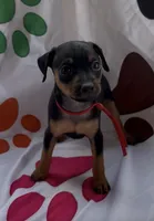 Red Collar , a male Miniature Pinscher for sale in Easley, SC – 1 of 1