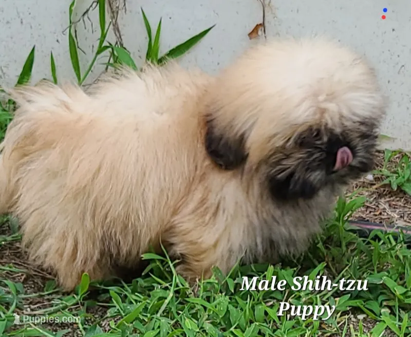 Small Sable Boy – Shih Tzu puppy for sale in Shirley, NY