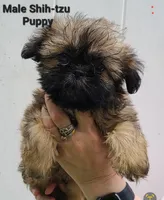 Sable Boy, a male Shih Tzu for sale in Shirley, NY – 2 of 2