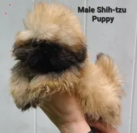 Small Sable Boy, a male Shih Tzu for sale in Shirley, NY – 2 of 2