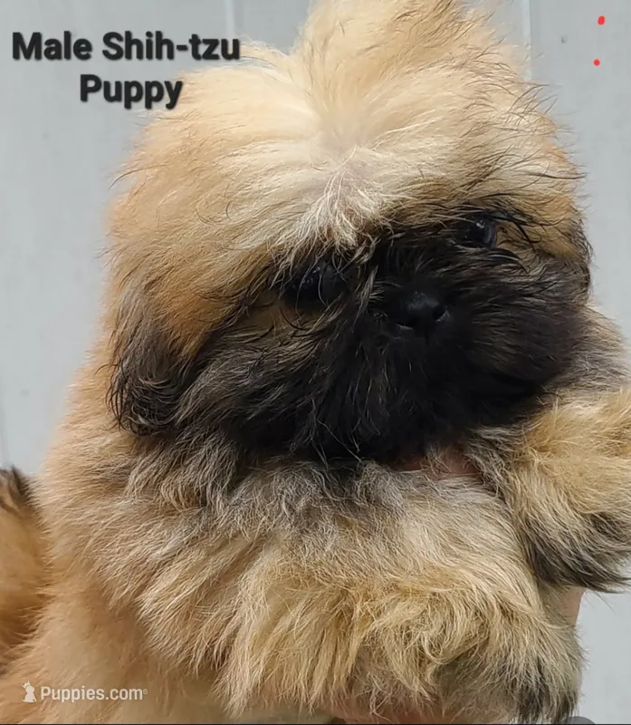 Small Sable Boy – Shih Tzu puppy for sale in Shirley, NY