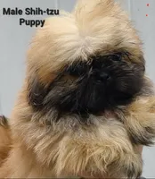 Small Sable Boy, a male Shih Tzu for sale in Shirley, NY – 1 of 2