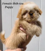 Fawn & White Girl, a female Shih Tzu for sale in Shirley, NY – Photo 3 of 3