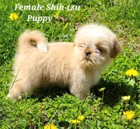 Fawn & White Girl, a female Shih Tzu for sale in Shirley, NY – Photo 2 of 3