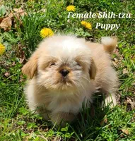 Fawn & White Girl, a female Shih Tzu for sale in Shirley, NY – Photo 1 of 3