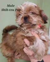 Red Collar, a male Shih Tzu for sale in Shirley, NY – Photo 2 of 2