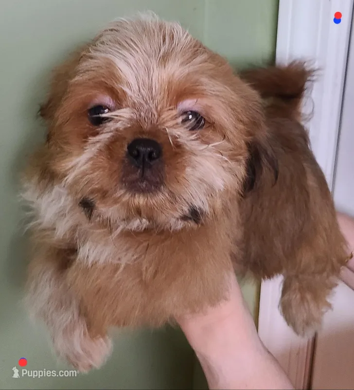 Last Boy Left! – Shih Tzu puppy for sale in Shirley, NY