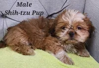 Red Collar, a male Shih Tzu for sale in Shirley, NY – Photo 1 of 2