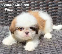 Chocolate & White Girl, a female Shih Tzu for sale in Shirley, NY – Photo 2 of 3
