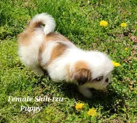 Chocolate & White Girl, a female Shih Tzu for sale in Shirley, NY – Photo 3 of 3