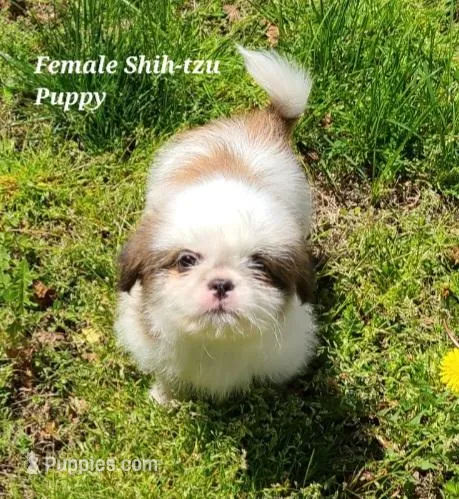 Chocolate & White Girl – Shih Tzu puppy for sale in Shirley, NY