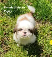 Chocolate & White Girl, a female Shih Tzu for sale in Shirley, NY – Photo 1 of 3