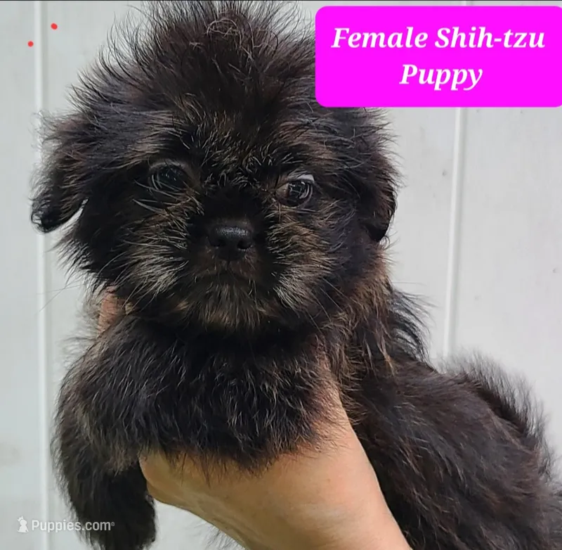 Black Brindle – Shih Tzu puppy for sale in Shirley, NY