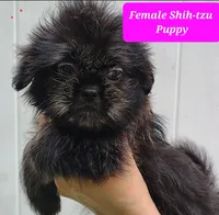 Black Brindle, a female Shih Tzu for sale in Shirley, NY – 1 of 2