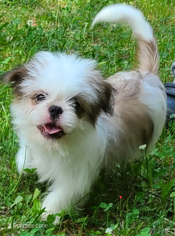 Chocolate & White Girl – Shih Tzu puppy for sale in Shirley, NY