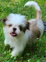 Chocolate & White Girl, a female Shih Tzu for sale in Shirley, NY – 1 of 2