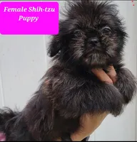 Black Brindle, a female Shih Tzu for sale in Shirley, NY – 2 of 2