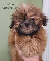 Green Collar, a male Shih Tzu for sale in Shirley, NY – Photo 1 of 2