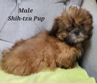 Green Collar, a male Shih Tzu for sale in Shirley, NY – Photo 2 of 2