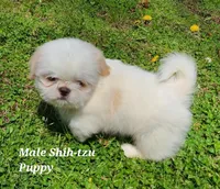 White & Cream Boy, a male Shih Tzu for sale in Shirley, NY – Photo 2 of 3