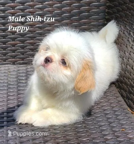 White & Cream Boy – Shih Tzu puppy for sale in Shirley, NY