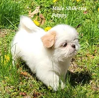 White & Cream Boy, a male Shih Tzu for sale in Shirley, NY – Photo 3 of 3