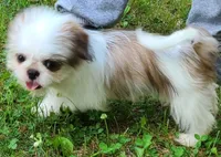 Chocolate & White Girl, a female Shih Tzu for sale in Shirley, NY – 2 of 2