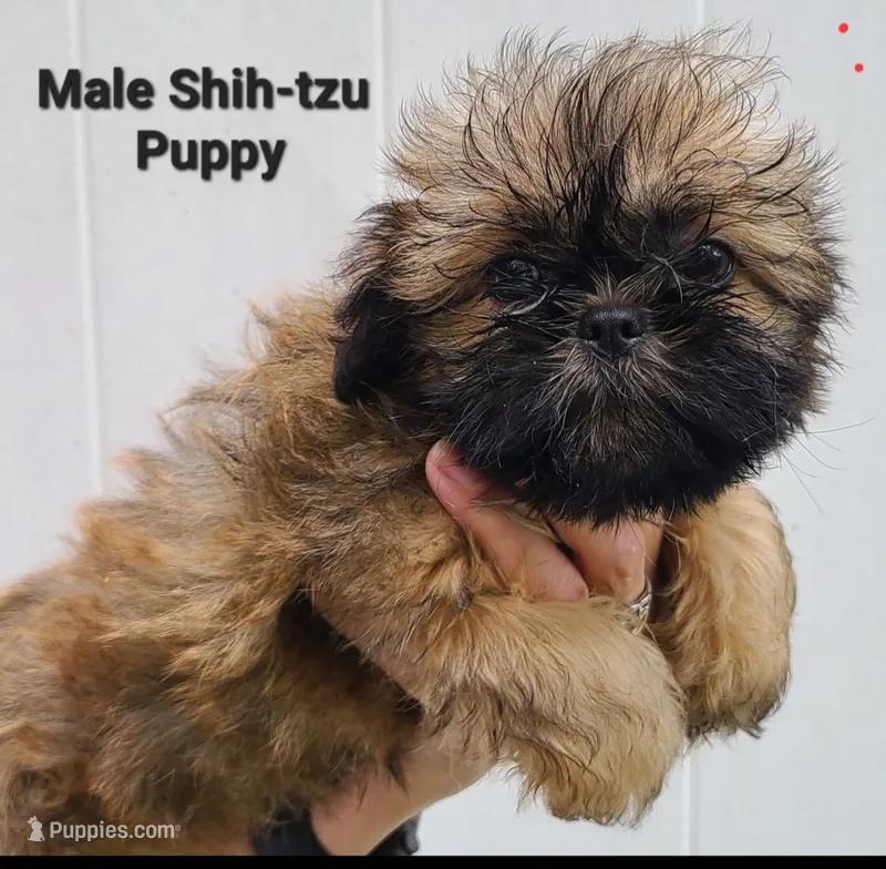 Sable Boy – Shih Tzu puppy for sale in Shirley, NY
