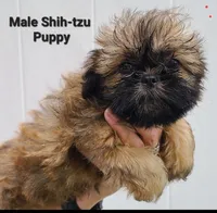 Sable Boy, a male Shih Tzu for sale in Shirley, NY – 1 of 2
