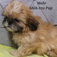 SOLD, a male Shih Tzu for sale in Shirley, NY – Photo 1 of 2