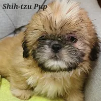 SOLD, a male Shih Tzu for sale in Shirley, NY – Photo 2 of 2