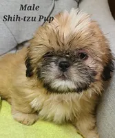 Yellow Collar, a male Shih Tzu for sale in Shirley, NY – Photo 2 of 2