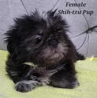 Only Girl!!, a female Shih Tzu for sale in Shirley, NY – Photo 1 of 2