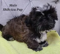 Blue Collar, a male Shih Tzu for sale in Shirley, NY – Photo 2 of 2