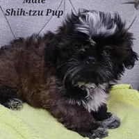 SOLD, a male Shih Tzu for sale in Shirley, NY – Photo 1 of 2