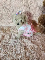 Pup5, a female Maltipoo for sale in Duncan, SC – 5 of 7