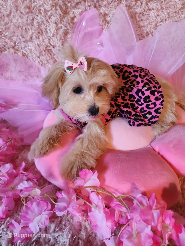 Girl 2 – Maltipoo puppy for sale in Duncan, SC