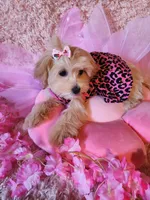 Girl 2, a female Maltipoo for sale in Duncan, SC – 1 of 7